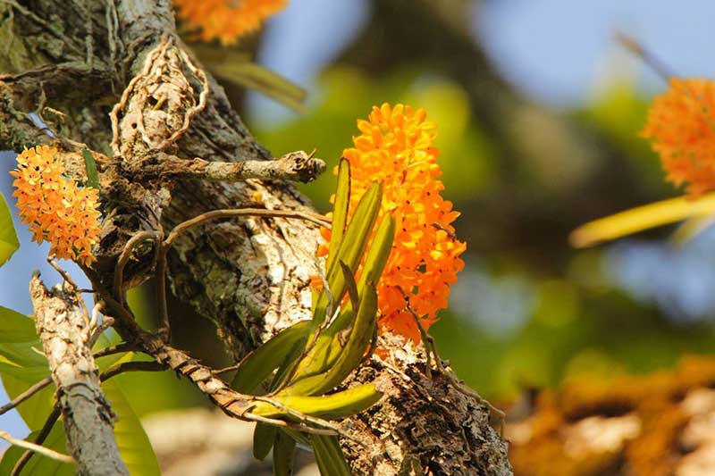 Hệ sinh thái phong phú vườn quốc gia Yok Đôn