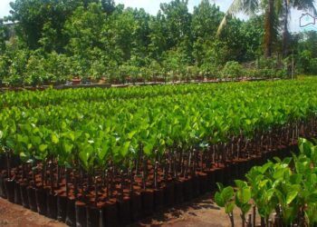 Top 10+ vườn ươm cây giống uy tín nhất tại Buôn Ma Thuột mới [hienthinam]