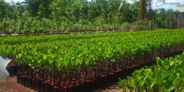 Top 10+ vườn ươm cây giống uy tín nhất tại Buôn Ma Thuột mới [hienthinam]