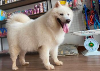 Top 10+ phòng khám thú y uy tín, tốt nhất tại Buôn Ma Thuột mới [hienthinam]