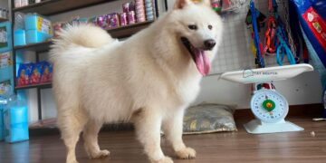 Top 10+ phòng khám thú y uy tín, tốt nhất tại Buôn Ma Thuột mới [hienthinam]