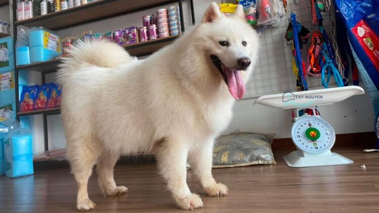 Top 10+ phòng khám thú y uy tín, tốt nhất tại Buôn Ma Thuột mới [hienthinam]