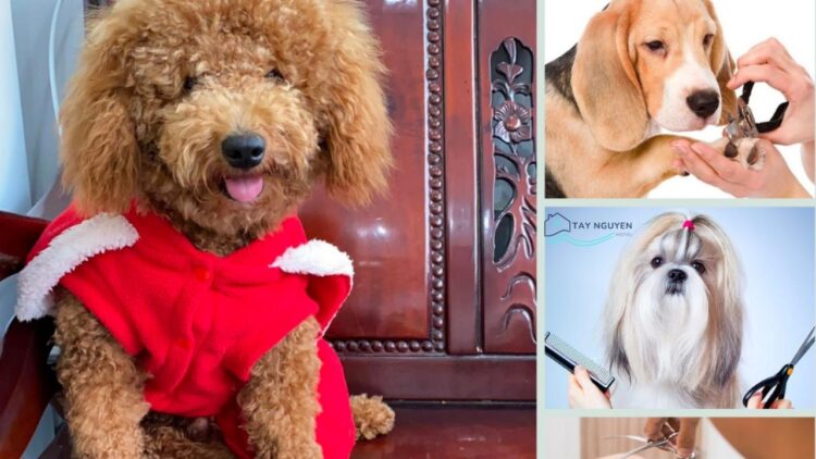 Top 10+ Shop thú cưng uy tín, chuyên nghiệp Buôn Ma Thuột mới [hienthinam]