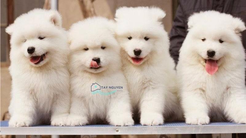 Shop thú cưng nào uy tín tại Buôn Ma Thuột?