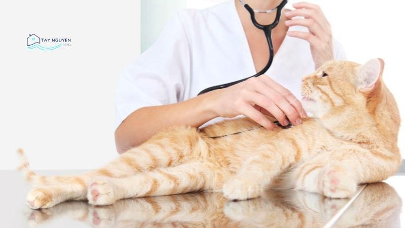Phòng Khám Thú Y Q&P PetLife